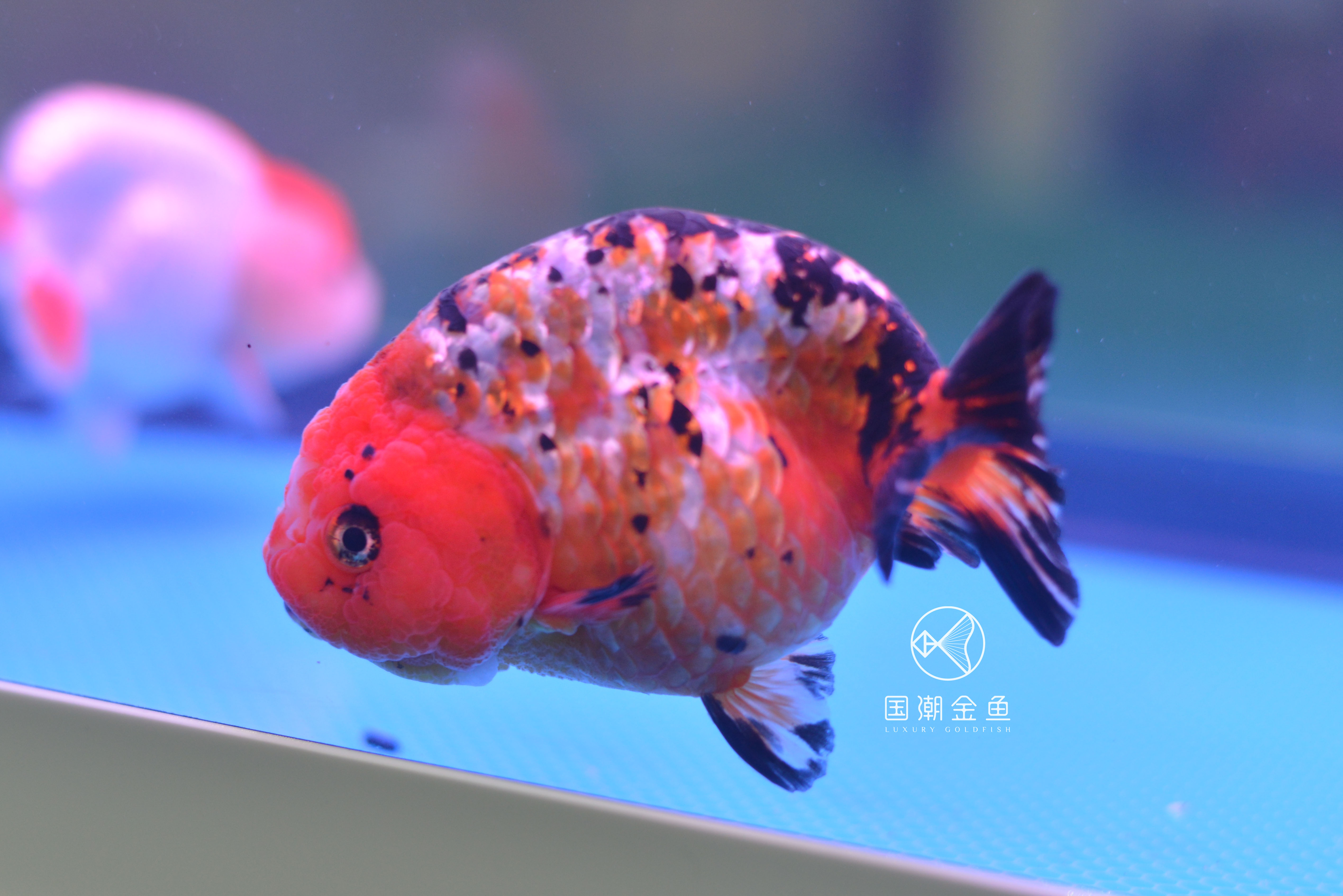 如何养金鱼保持水清澈,养金鱼怎么才能使水变清