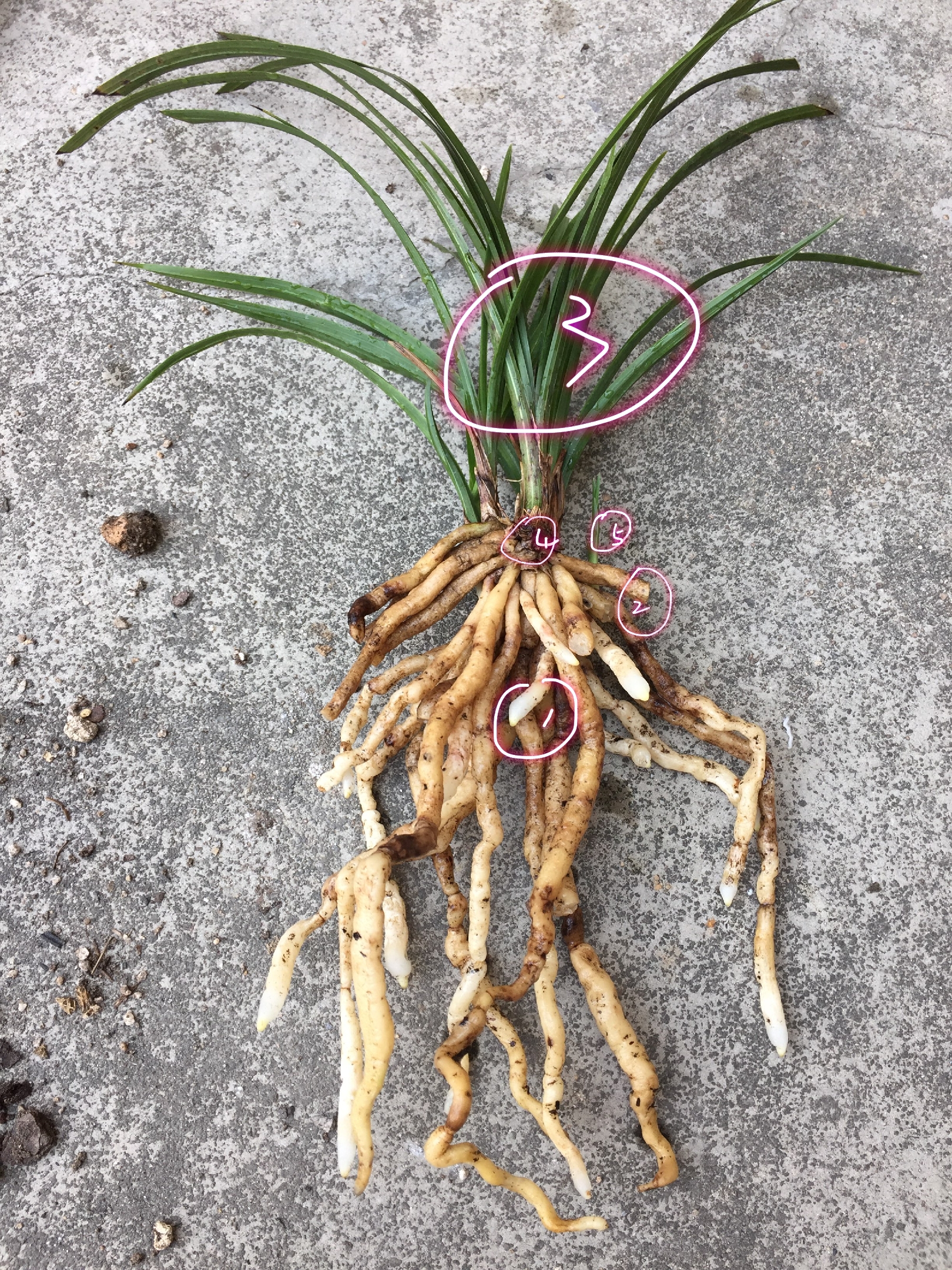 冬天兰花翻盆后水晶头消失,兰花上盆以后怎么判断死活