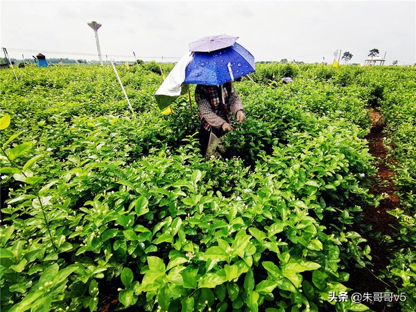 2022媒体花乡行,2023媒体花乡行