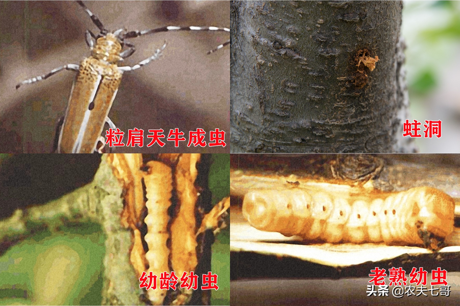 苹果树真菌病害,苹果树干木质部腐烂