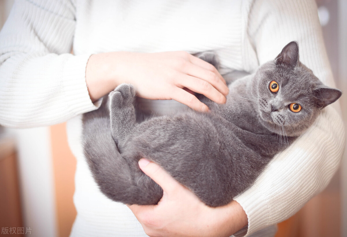 英国短毛猫价格一般多少钱,英国短毛猫成年多少斤