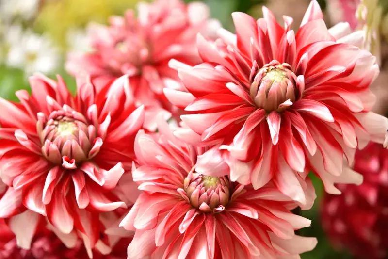 尼康d850价格5000多,尼康d850最新行货价