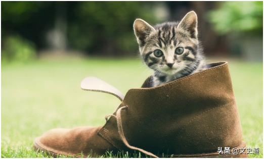 猫猫为什么不在12生肖里面,十二生肖为什么没有猫咪呢