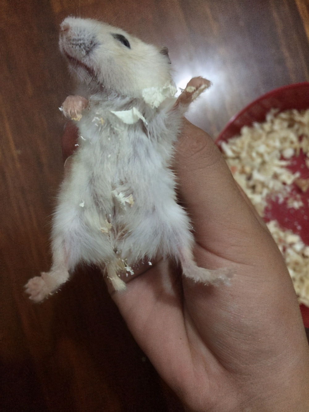 仓鼠会冬眠的照片,仓鼠会冬眠吗冬眠了怎么办