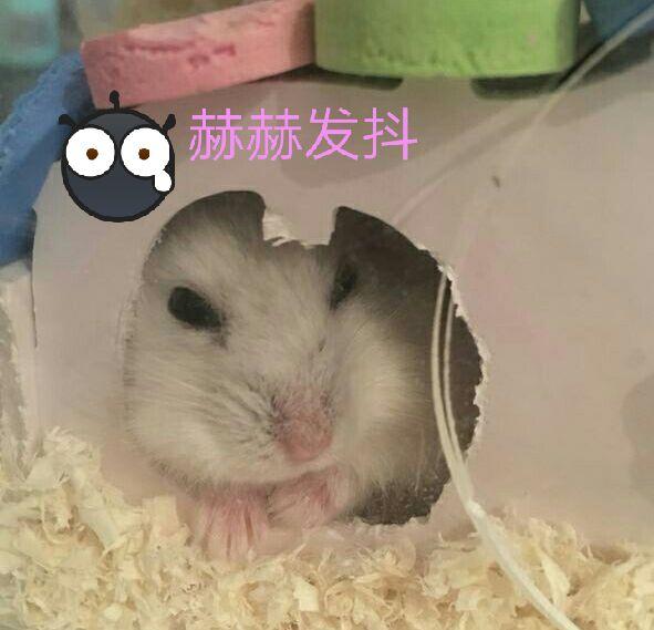 仓鼠的饲养方法及生活习性,仓鼠如何养得又大又肥