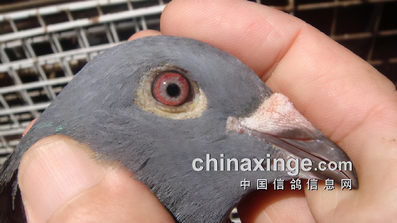 上海七旬老将的光耀：超远程结硕果公棚斩佳绩