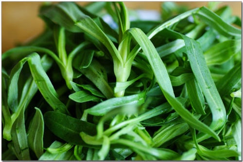 立春过后哪几种野菜好吃,立春后吃什么野菜长得快