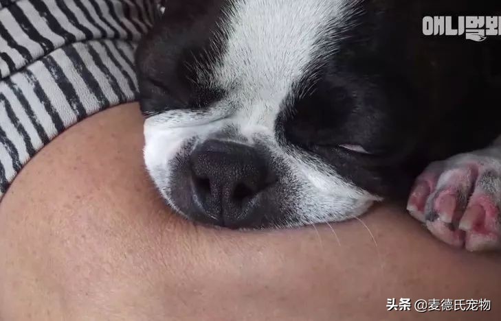 女主人这个部位天天被狗吮吸,男主人脸色铁青……