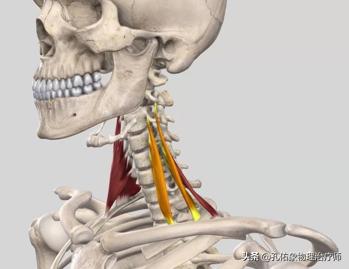 颈椎病引起的手麻颈肩痛怎么治疗,颈肩痛除了颈椎病还有哪些病