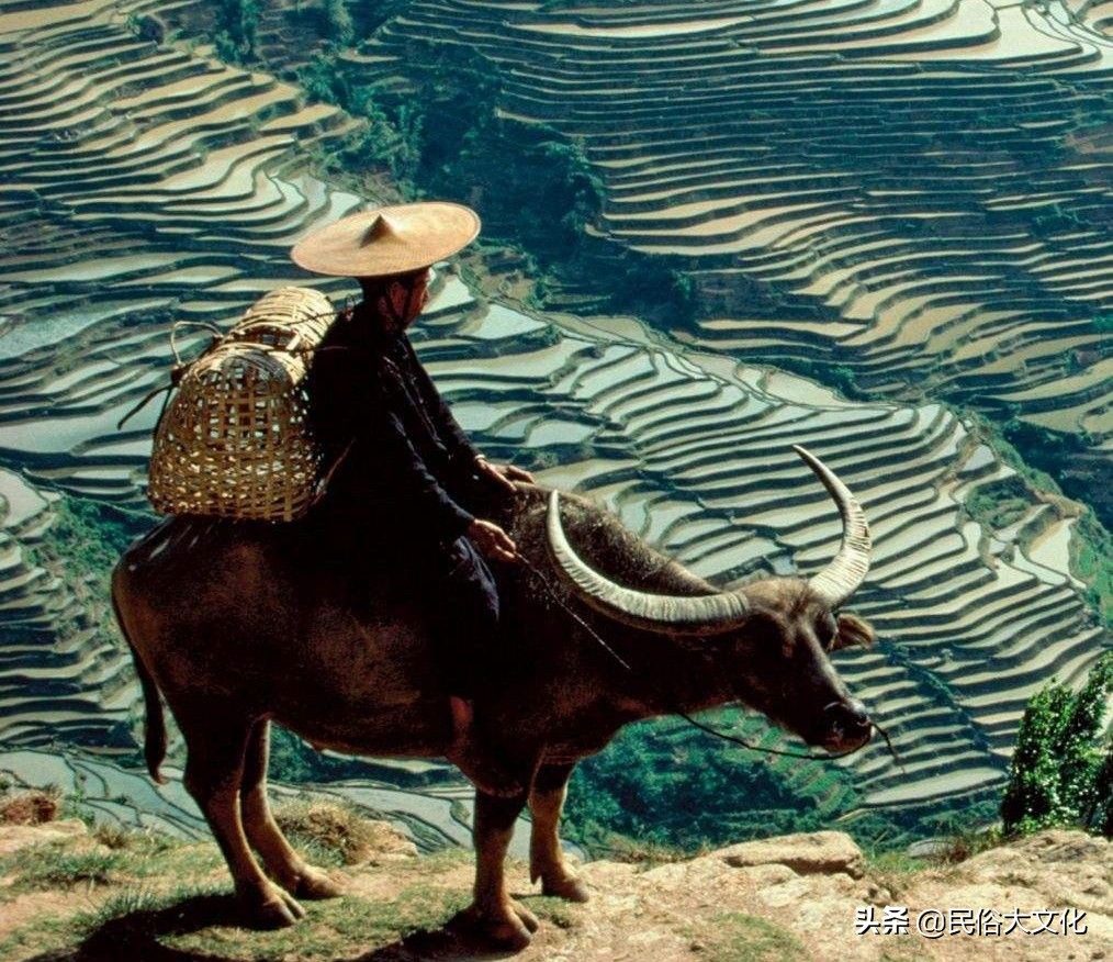 俗话说“生不睡柳，死不睡杨”，老祖宗为什么这样忠告？