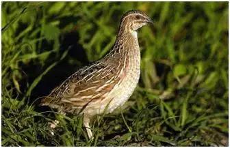 特种养殖热门,四种新型农业经营