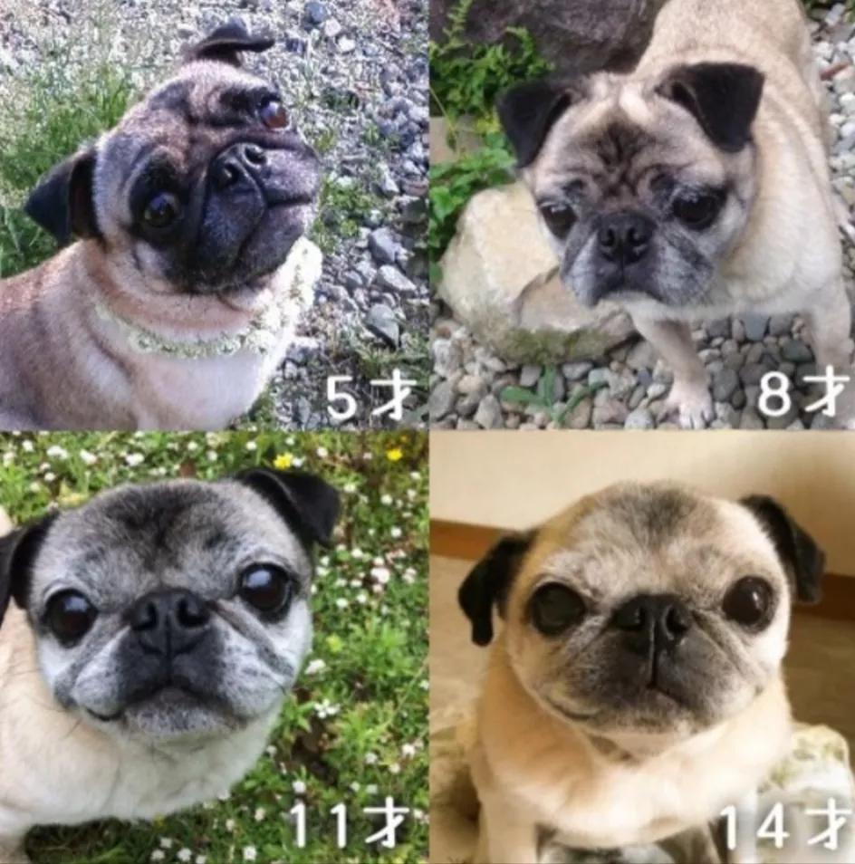 为什么狗子小时候都是肉滚滚的,狗子小时候和长大后的毛质不一样