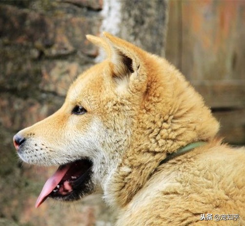 禁养犬土狗,禁止养土狗