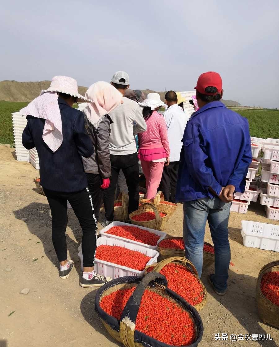 宁夏枸杞细节,宁夏的枸杞苦怎么回事