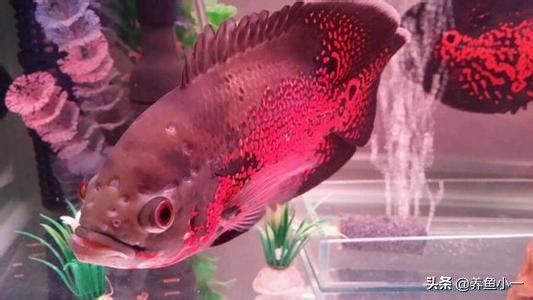 鹦鹉鱼头洞病多久治疗一次,观赏鱼头洞病怎么治疗最好