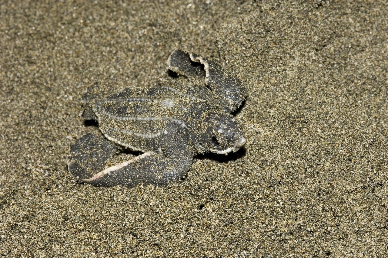 世界上十种体型最大的巨龟,世界上体型最大的10头龟