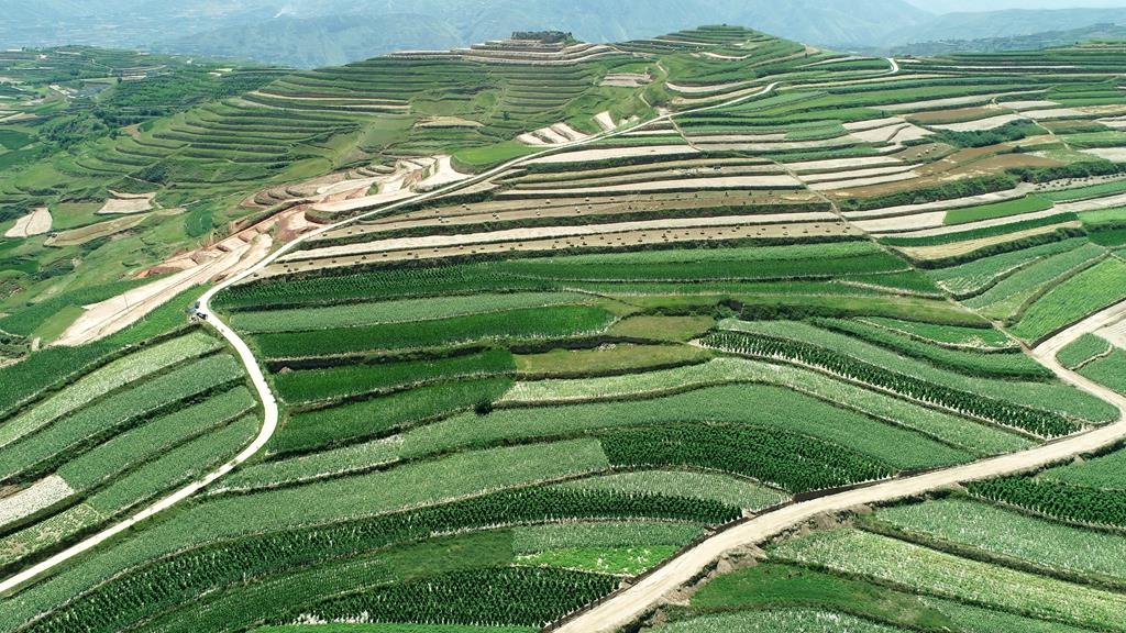 甘肃武山县桦林,武山县玉米喜获丰收