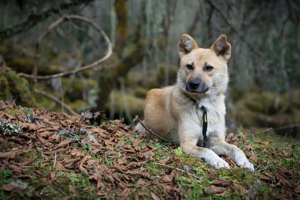 狗狗吐黄水是怎么回事怎么治疗,狗狗吐黄水是怎么回事怎么办