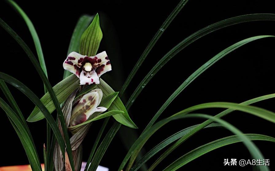 中国兰花名品录,春兰兰花名品大全