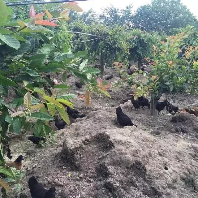 土鸡的销路怎么找,土鸡养殖如何挣钱