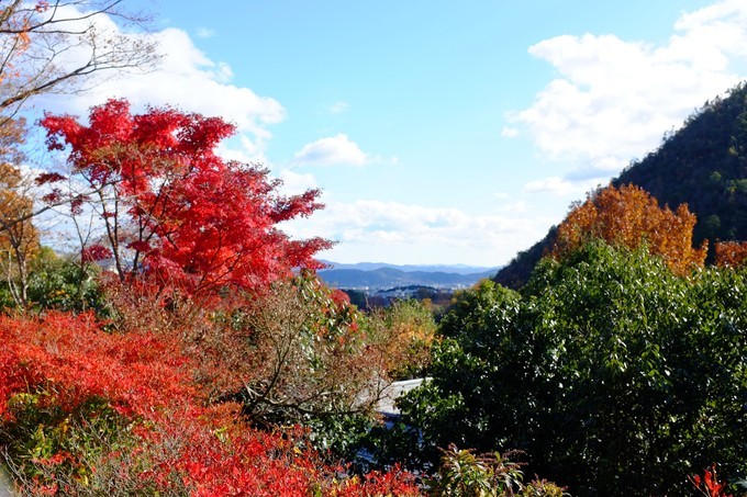京都赏枫2022,京都赏枫必去景点有哪些好玩的