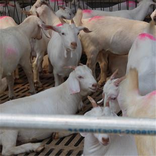 让羊妈妈多生公羊仔，告诉你几个关于羊妈妈的小秘密。