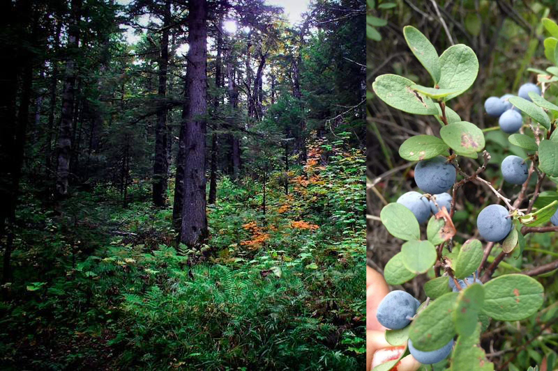 蓝莓的营养价值及野生功效与作用,蓝莓营养科普知识