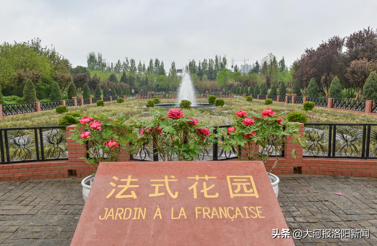 洛阳赏牡丹去哪个牡丹园,洛阳最佳牡丹园