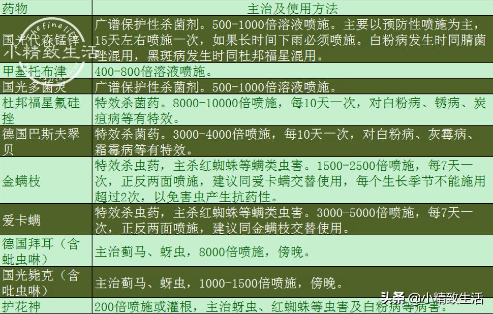 养月季花,这10种病虫害很常见,发病特征和防治方法都在这里了