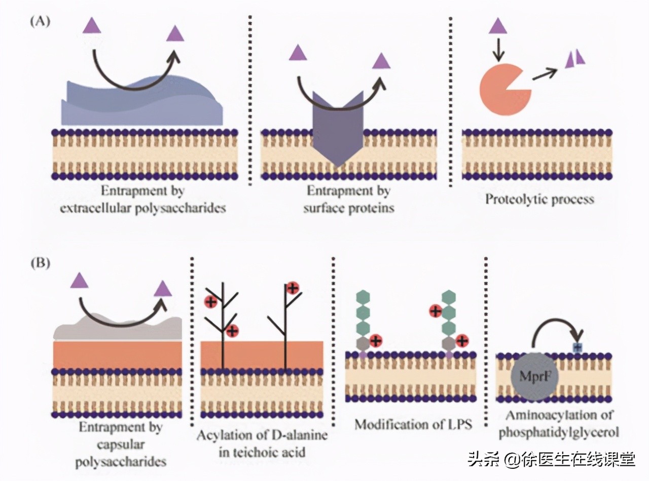 怎么根治幽门螺杆菌引起的胃病,幽门螺杆菌胃病可以治好吗