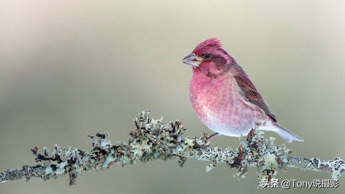 鸟类的拍摄技巧,鸟类摄影要掌握这些技巧知识