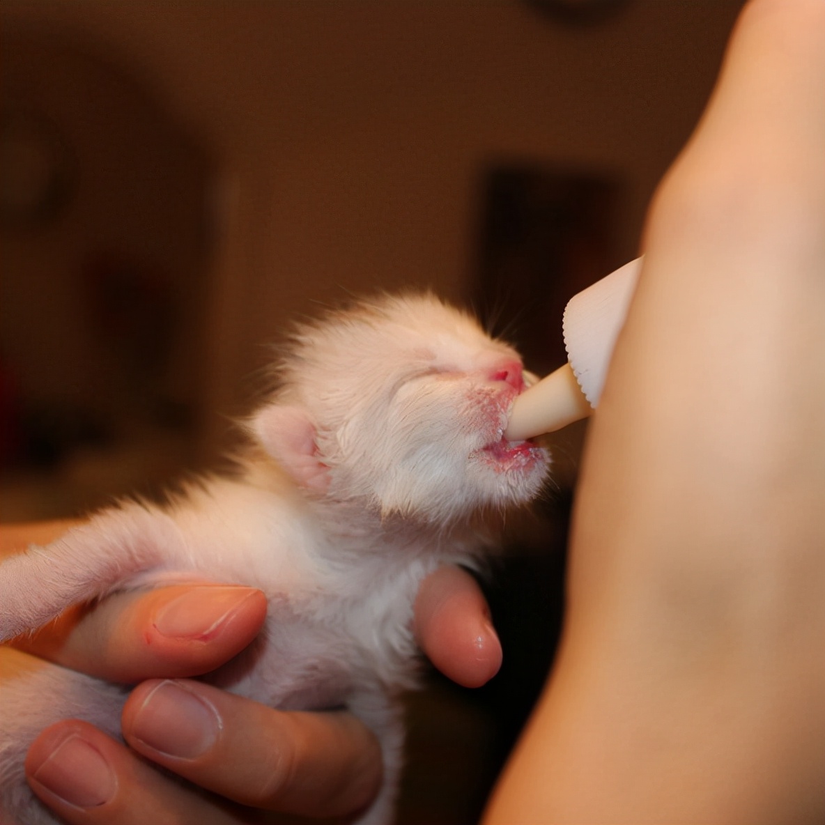 爱心满溢的爱宠之国你知道最受意大利人欢迎的萌宠是什么吗