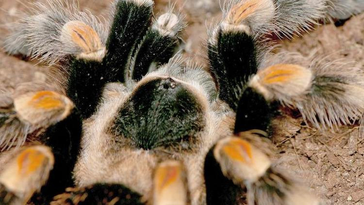 饲养蜘蛛要准备哪些用品,巴西所罗门蜘蛛饲养教程