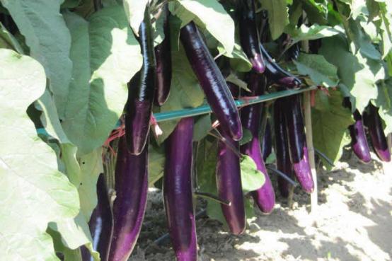 茄子灰霉病三天打一次药行吗,茄子枯萎病属于什么病害