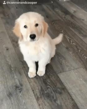 狗子不听话是你心太软,狗子不护主人