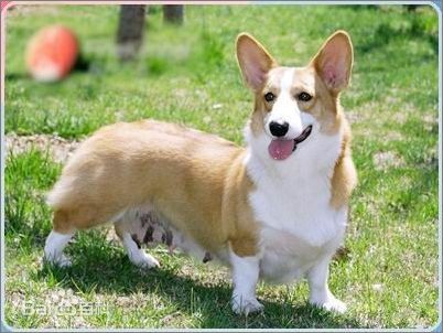 不掉毛无体味性格温顺的小型犬,宠物狗大全表