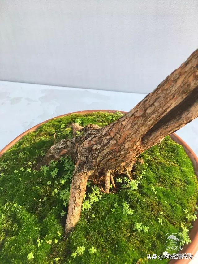 杂木盆景也毫不逊色,杂木盆景值钱吗