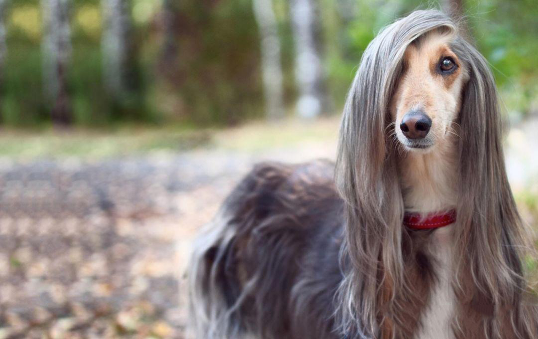 狗狗品种大全及介绍了解一下,狗狗品种怎么挑选最好看