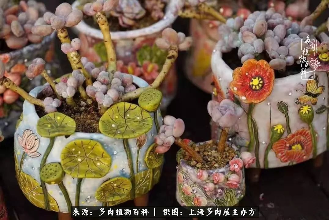 2023多肉展会直播,2023上海多肉植物展