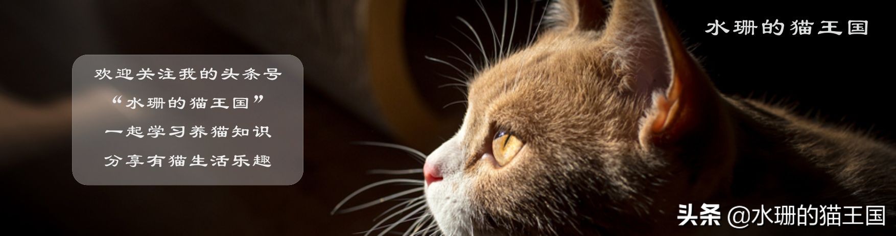 母猫绝育术前术中术后,母猫绝育全过程演示