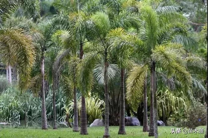 未来五年最值钱的树种,十大名贵树种多少钱