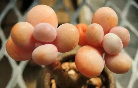 推荐轻松玩转100种常见多肉植物,700种多肉植物图鉴pdf百度云