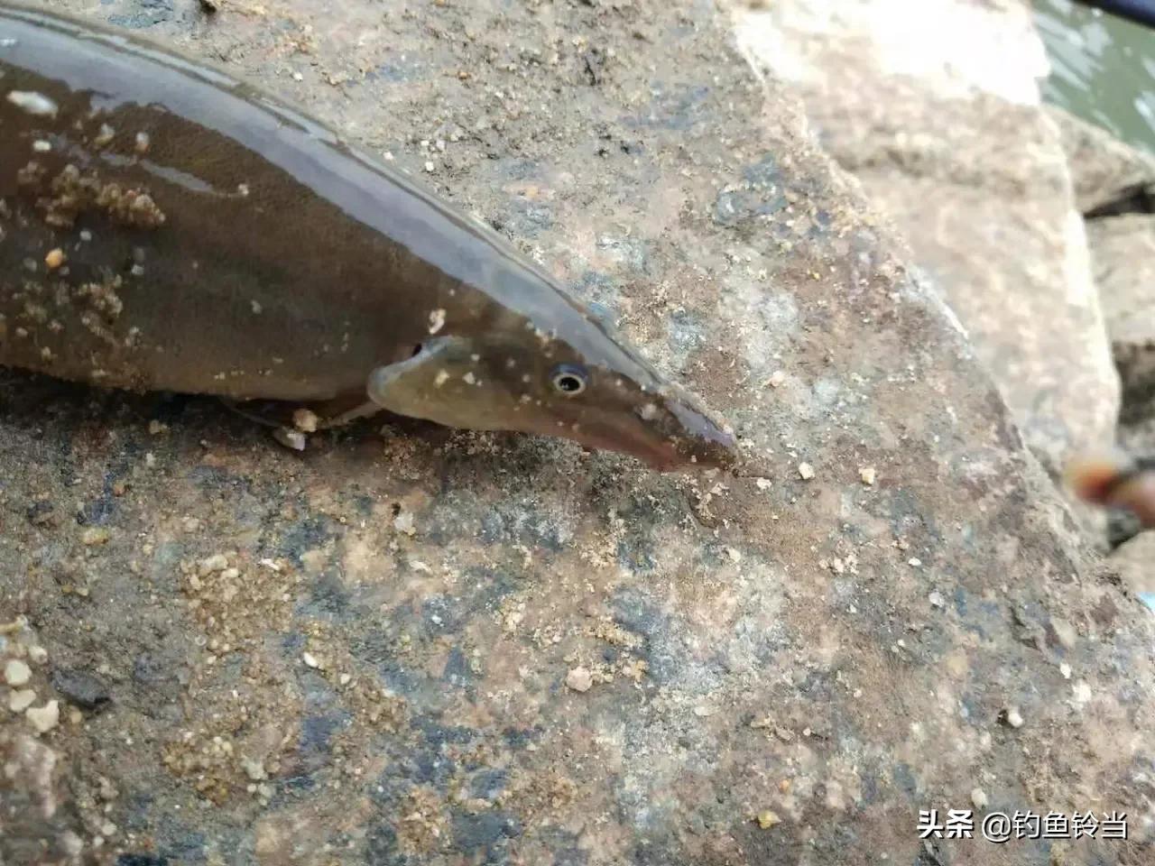 钓到一条怪鱼的视频,钓到一条怪鱼的图片