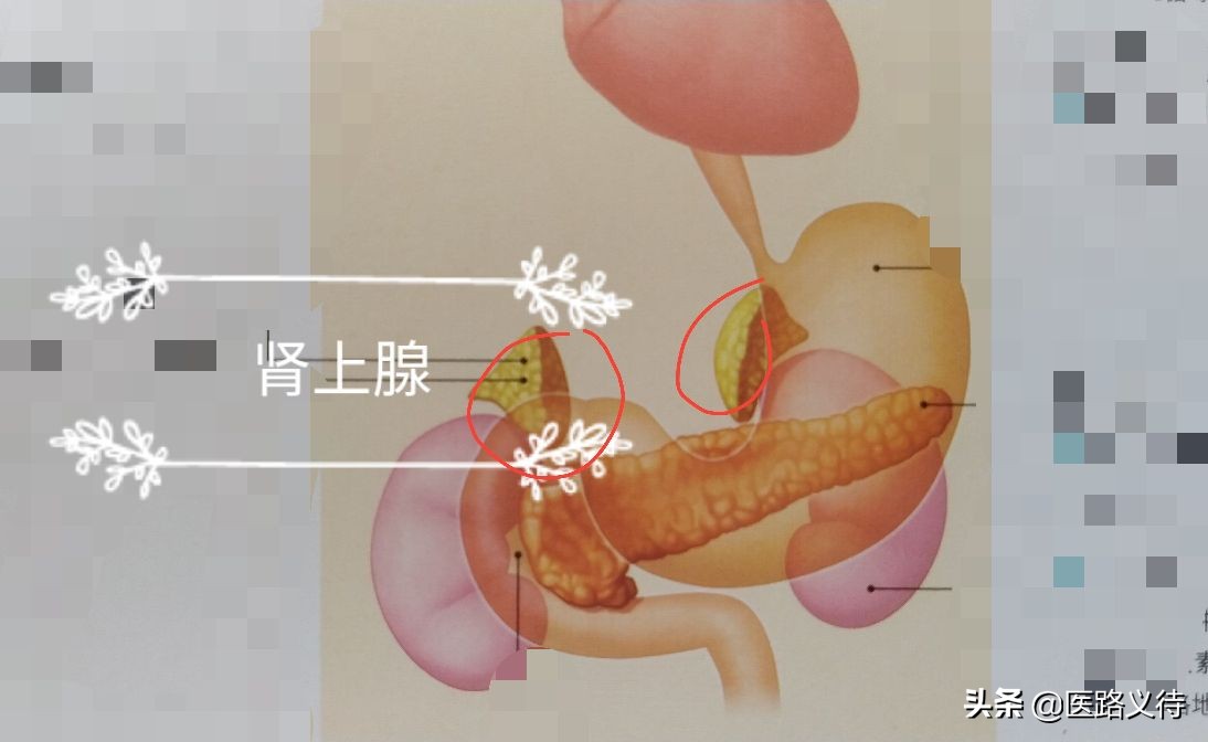 内分泌腺体的作用,内分泌有哪些重要的腺体