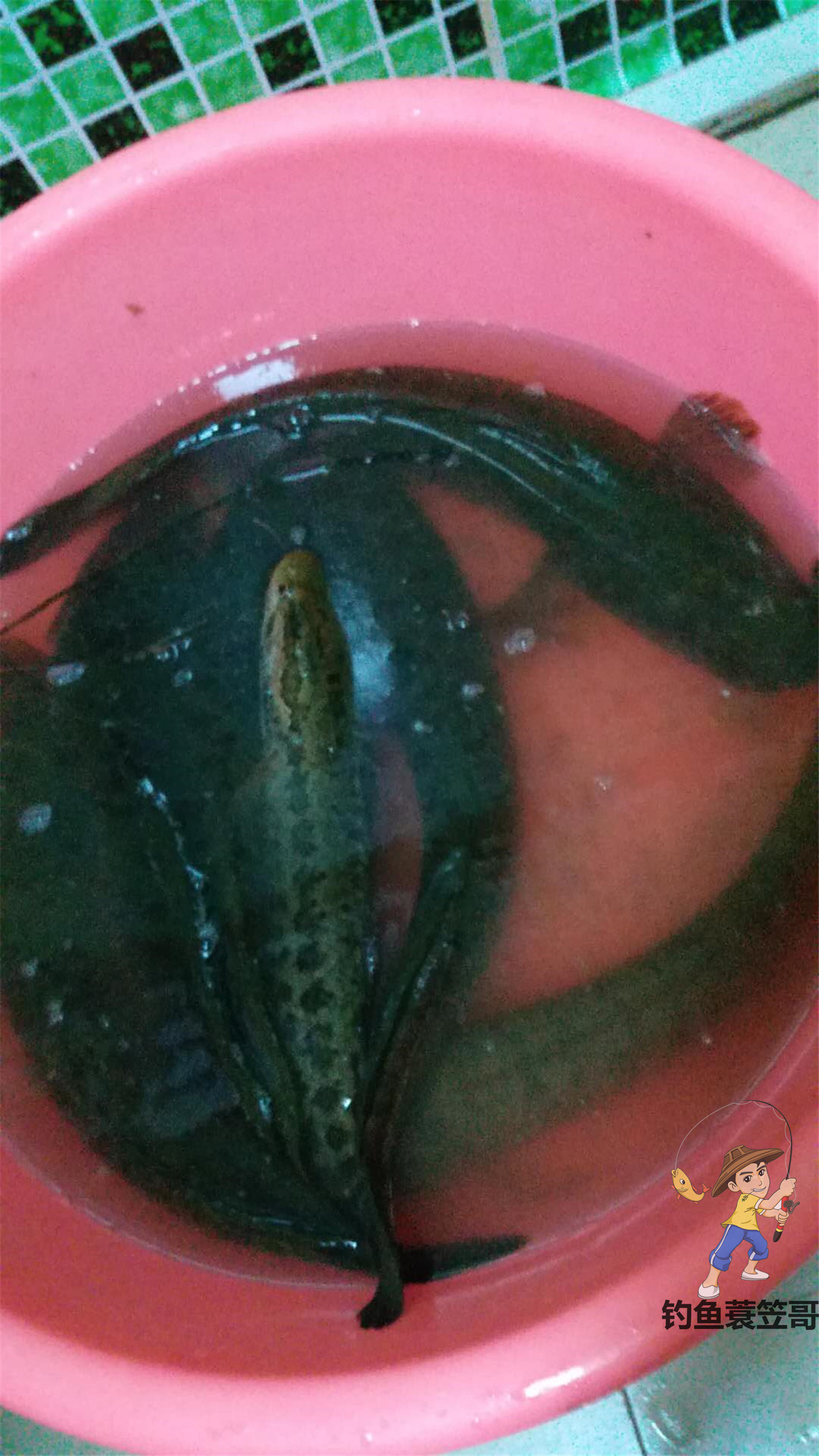 钓鱼如何预防小鱼闹窝,夏季钓鱼避免小鱼闹窝的4个方法