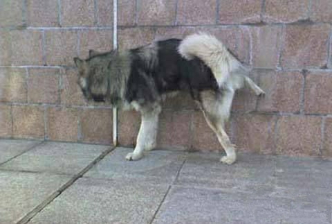 踩熊猫杯的韩国球员现在怎么样了,韩国脚踩熊猫杯国青球员