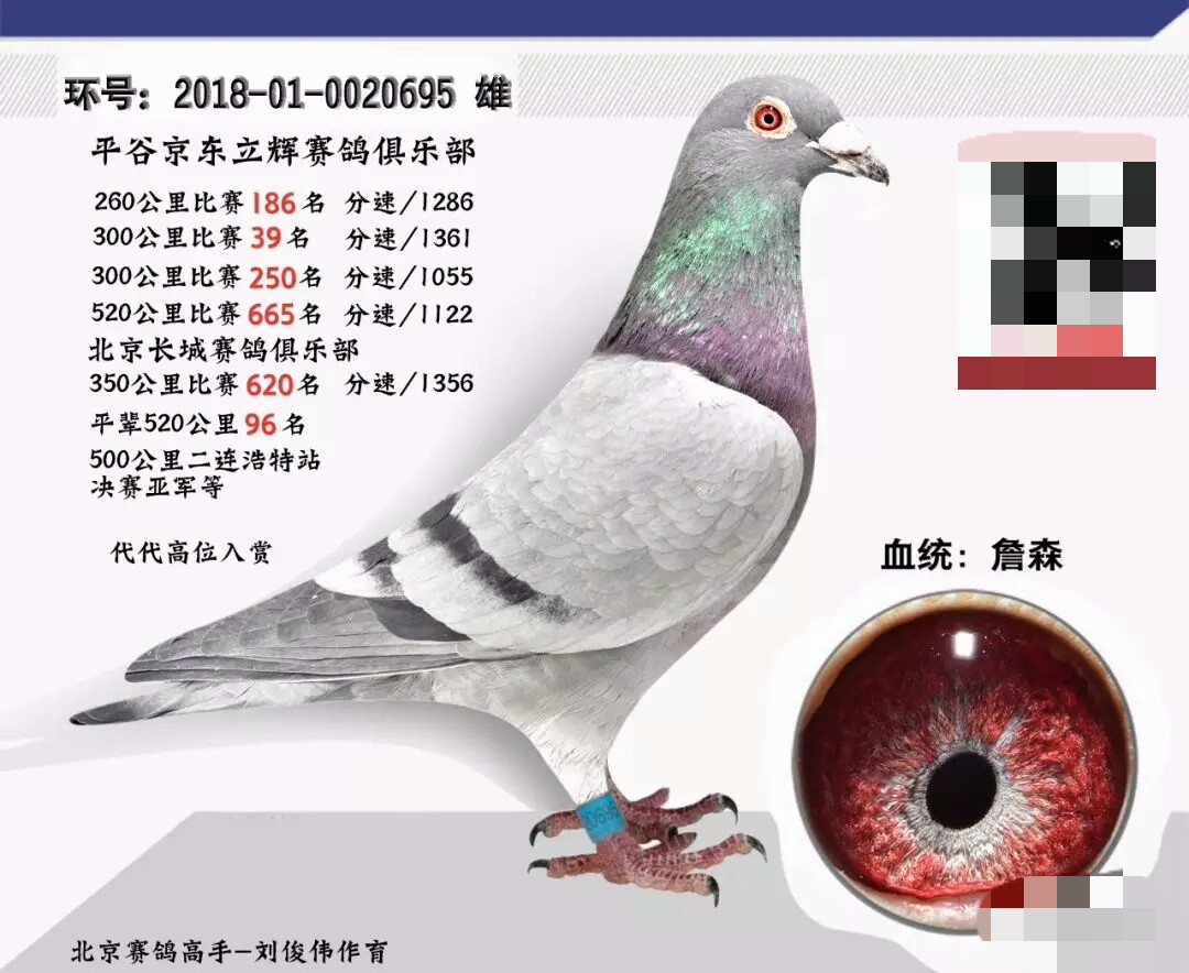 散尾鸽子能飞吗,散尾的雌鸽好不好