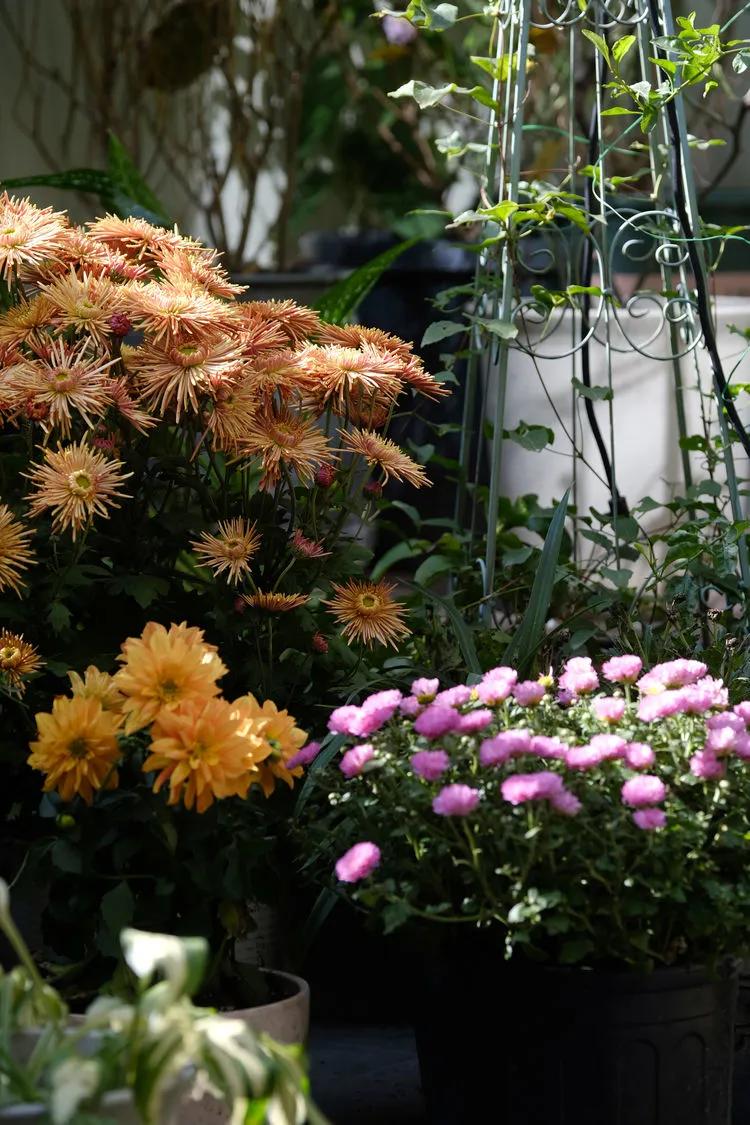 三年前买了套绿地110平三房130万,三年前耗资百万打造小院出售