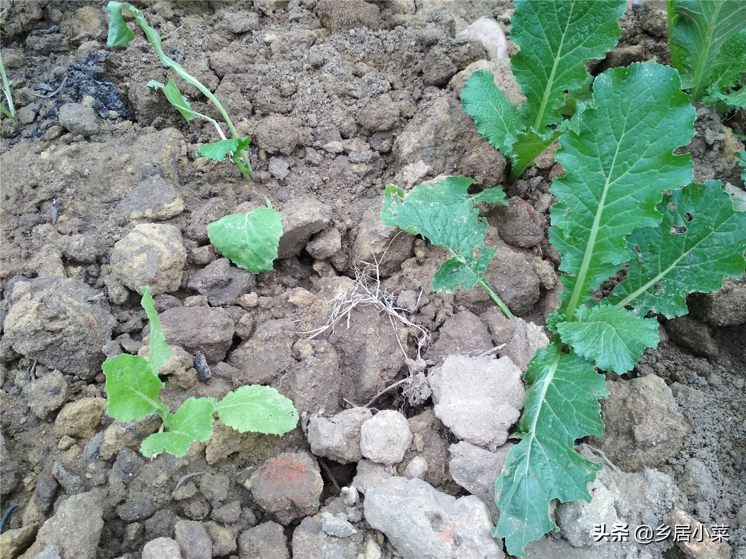 刚移栽的蔬菜怎么管理,种植蔬菜枯萎了怎么补救