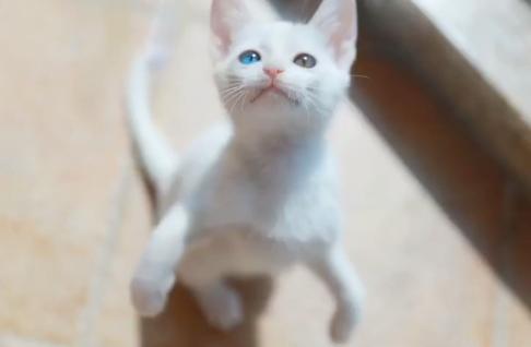 一个月的小猫被粘鼠板粘住了,猫粘鼠板救流浪猫